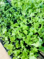 Laitue divers barquette 6 (lactuca sp.)