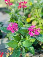 Pentas 1l ( pentas lanceolata)