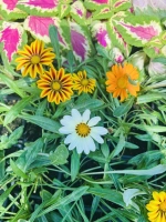 Gazania d8 (gazania rigens kiss)