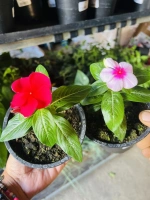 Pervenche de madagascar pacifica 1l ( catharanthus roseus pacifica)
