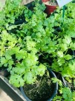 Coriandre condor 1l (coriandrum sativum condor)