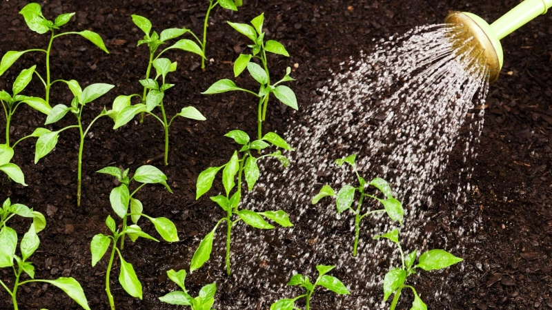 Quand arroser ses plantes à La Réunion 
