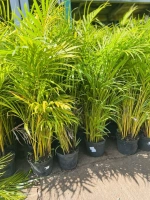 Palmier multipliant 3l (chrysalidocarpus lutescens)