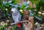 Animalerie vivant