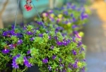 Marché aux fleurs