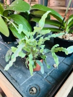 Pteris melange pot508 ht20