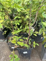 Jaboticaba myrciaria 5l