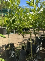 Orange washington navel 5l