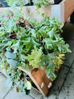 Phlebodium aureum davana pot12 ht35 2