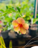 Allamanda cuivre 3l (allamanda cathartica)