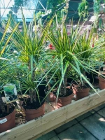 Dracaena marginata pot 17 ht70