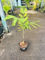 Palmier queue de renard c3