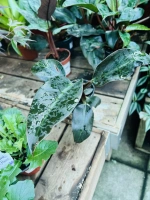 Philodendron white wave pot12 ht25
