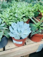 Echeveria lilacina pot12 h15