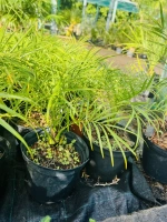 Dattier nain 3l (phoenix robelinii)