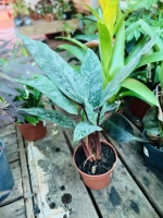 Apoballis pot12 ht25