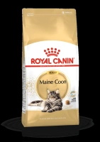 Fbn mainecoon adult 2k