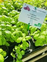 Bringelle violette zebre (solanum melongena rania)