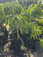 Longanis d'australie 5l