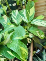 Ctenante jaune vert c3 pdt