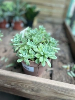 Echeveria subsessilis pot 14 ht20