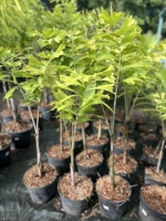 Palmier queue de renard c7.5