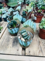 Haworthia retusa pot506 ht8