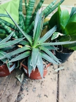 Agave potatorum pot13 h25cm