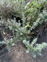 Westringia floribunda c3