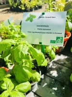 Basilic grand vert 1l (ocimum basilicum)