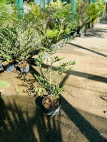 Bois de mussard c3 (pyrostria commersonii)