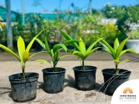 Palmier rouge a levre 2 l