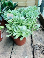 Crassula melange pot 12cm