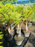 Palmier bombonne 15l