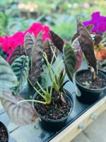 Alocasia red secret 2l pdt