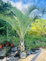 Palmier triangle 45l pdt