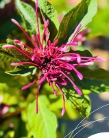 Clerodendron quadriloculare c3