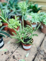 Kalanchoe fleurs 5coul mel pot9 ht17