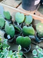 Hoya kerrii pot6 h11