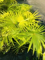 Cocothrinax crinita c3 pdt