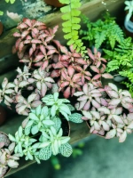 Fittonia melange pot 508