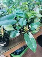 Philodendron white wizard c3 pdt