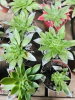 Echeveria pot510 ht13