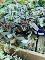 Peperomia obtusifolia variegata pot12 h23cm