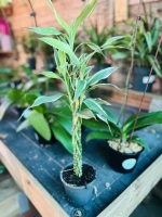 Dracaena san melange pot12 ht50