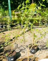 Verveine arbustive 3l