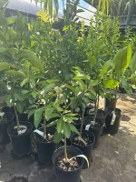 Mandarine tangelo mineolas 5l