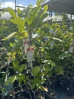 Terap (artocarpus odoratissimus) 4l