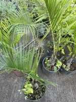 Palmier triangle 3l (dypsis decaryi)