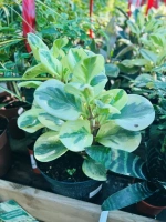 Peperomia panache c3 pdt